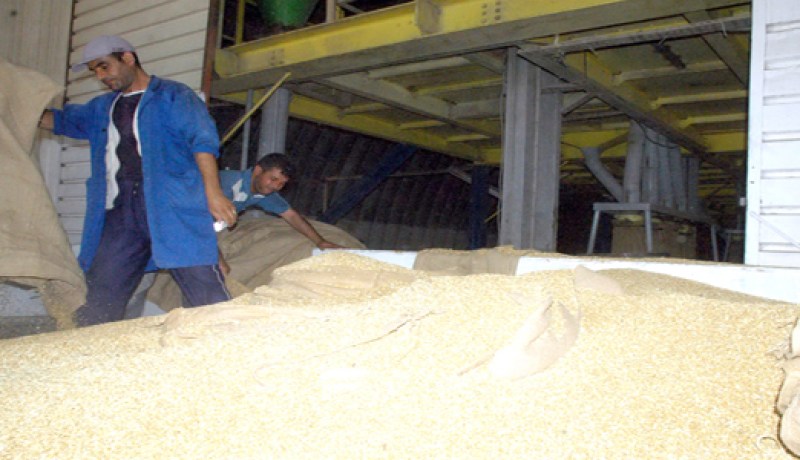 خبز للجزائريين مصنوع من قمح فرنسي‮ ‬مسموم