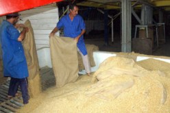 الجزائر: مستمرة في دعم اسعار الحبوب لدى الفلاحين