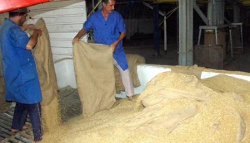 زيادات تصل إلى 35 من المائة لعمال الديوان الوطني المهني للحبوب