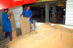 النهار تتحصل على أرقام تؤكد استحالة بلوغ 56 مليون قنطار من الحبوب