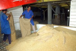 الحبس لرؤساء مصالح بتعاونية الحبوب وأصحاب مؤسسات خاصة في عنابة