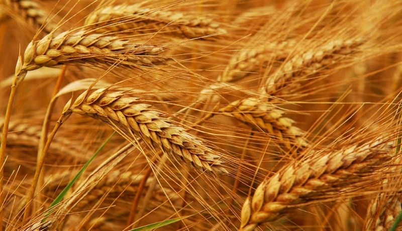 تبسة: انتاج 900 ألف قنطار من شتى أنواع الحبوب
