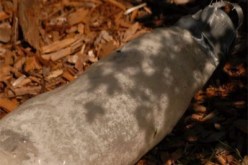 الجيش‮ ‬يحبط اعتداء إرهابيا بالقنابل في‮ ‬تيزي‮ ‬وزو‮ ‬