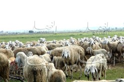 عصابة تحتال على موال من تيارت وتسلبه 185 رأس غنم بوهران