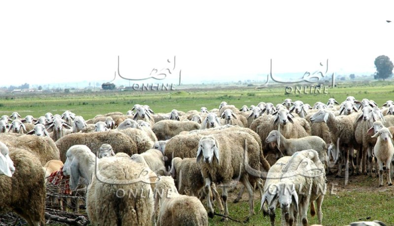 عصابة تحتال على موال من تيارت وتسلبه 185 رأس غنم بوهران