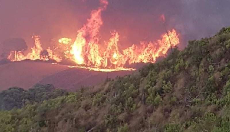 البويرة: إيداع شخصين متسببين في حرائق الغابات الحبس المؤقت