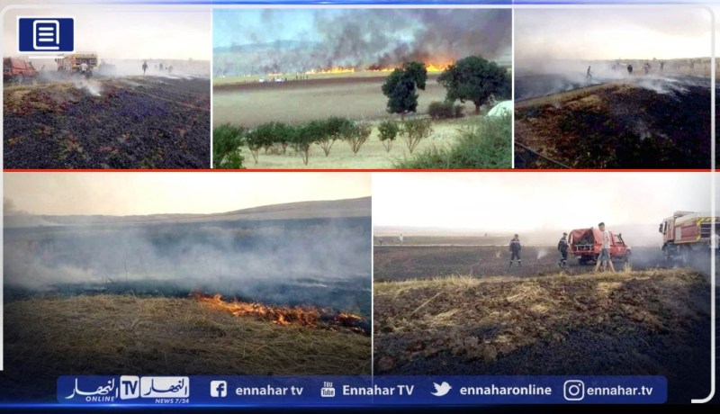 ڨالمة: حريق يتلف 24 هكتار من القمح بتاملوكة