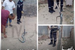 بالصور.. العثور على ثعبان أحدث هلعا وسط عائلة بالحمادية في الشلف