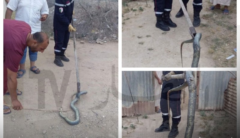 بالصور.. العثور على ثعبان أحدث هلعا وسط عائلة بالحمادية في الشلف