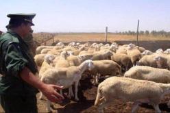 الإطاحة بشبكة لسرقة المواشي ببني مراد في البليدة