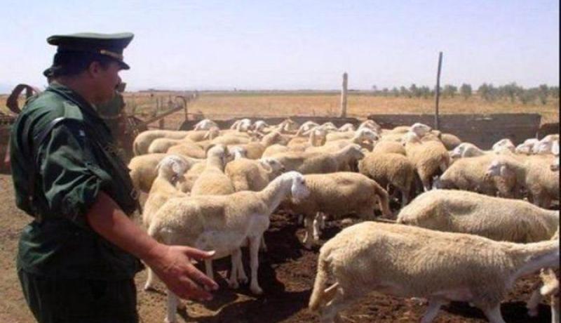 الإطاحة بشبكة لسرقة المواشي ببني مراد في البليدة