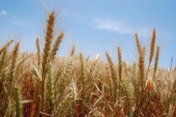 السعودية تستثمر في إنتاج الحبوب بالمنيعة