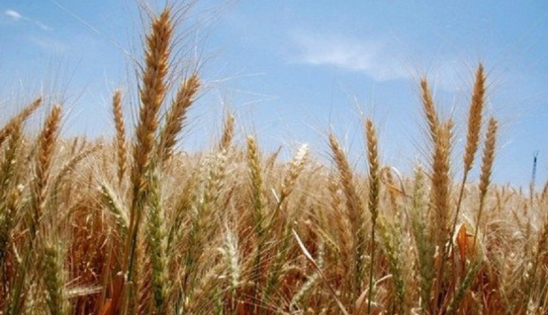 السعودية تستثمر في إنتاج الحبوب بالمنيعة