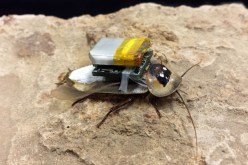 التحكم عن بعد في الصراصير