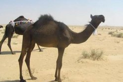 الجماعة السّلفية تستعمل ''الإبل'' لنقل المؤونة بتبسة