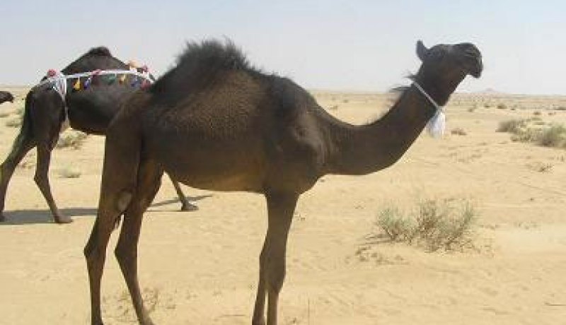 الجماعة السّلفية تستعمل ''الإبل'' لنقل المؤونة بتبسة