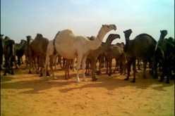 جهود لتثمين ثروة الإبل بولاية النعامة