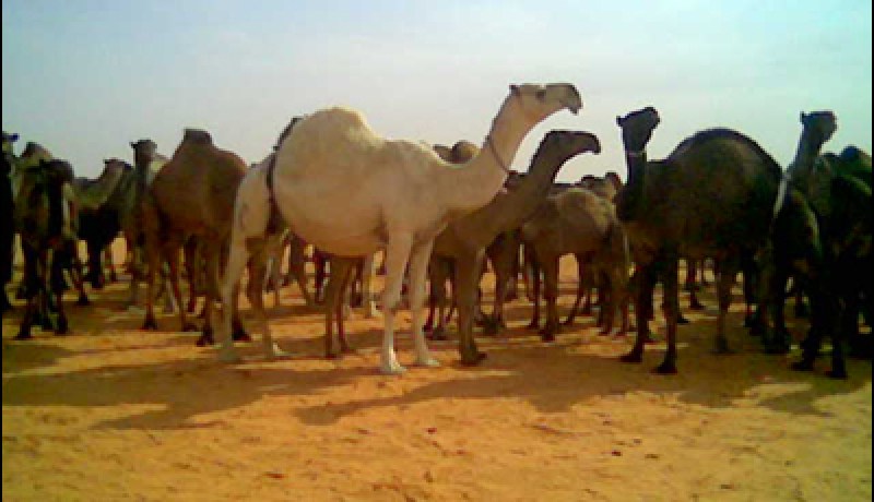 جهود لتثمين ثروة الإبل بولاية النعامة