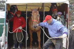 بوعلام …الرجل المفتخر بعمله  كمنظف لإسطبلات الحيوانات