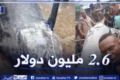 يصطاد سمكة نادرة وباهضة الثمن ويلتهمها مع أصدقائه!