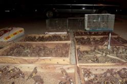 شرطة صبرة بتلمسان تحجز 1300 طائر حسون قادمة من المغرب