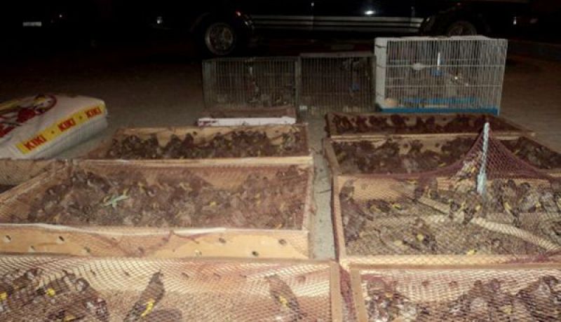 شرطة صبرة بتلمسان تحجز 1300 طائر حسون قادمة من المغرب