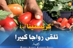 كساد المنتوج يدفع الفلاحين لزراعة طماطم “كريستينا” بغليزان