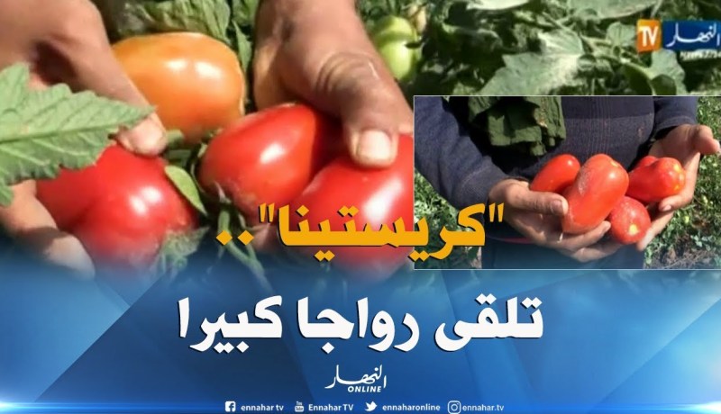 كساد المنتوج يدفع الفلاحين لزراعة طماطم “كريستينا” بغليزان