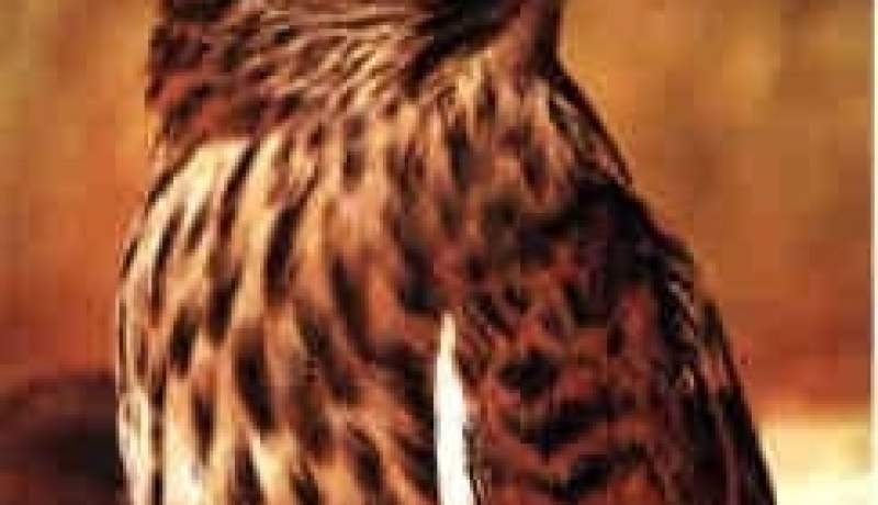 أكثر من 500 شخص و 300 سيارة تغزو منطقة الحربيات بأم العظام