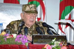 ڨايد صالح : الانتخابات تمثل بوابة الخروج من الأزمة