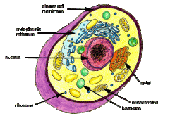 اكتشاف الآلية التي تجعل الخلية البشرية تحمي الجسم بشكل دائم من الإمراض