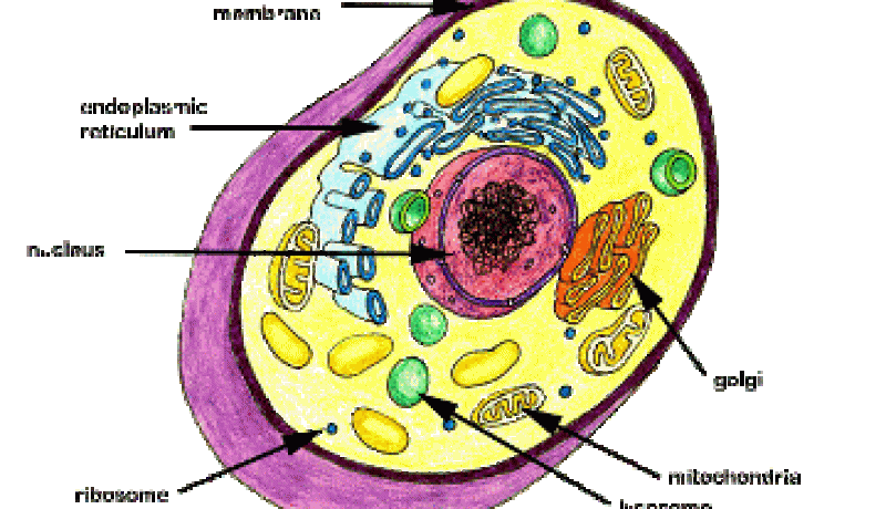 اكتشاف الآلية التي تجعل الخلية البشرية تحمي الجسم بشكل دائم من الإمراض