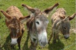 العثور على بقايا عظام الحمير مرمية بسوق العين الصفراء في‮ ‬مستغانم