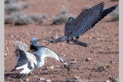 حاكم ووليّ عهد دبي يصطادان طائر «الحبار» في الصحراء