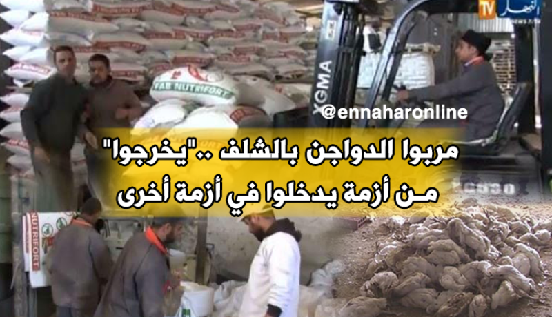 في الشلف.. بدراهمك “و ماتلقاش” اغذية الدواجن