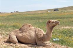ضرورة حماية وتثمين الجمل بالمناطق