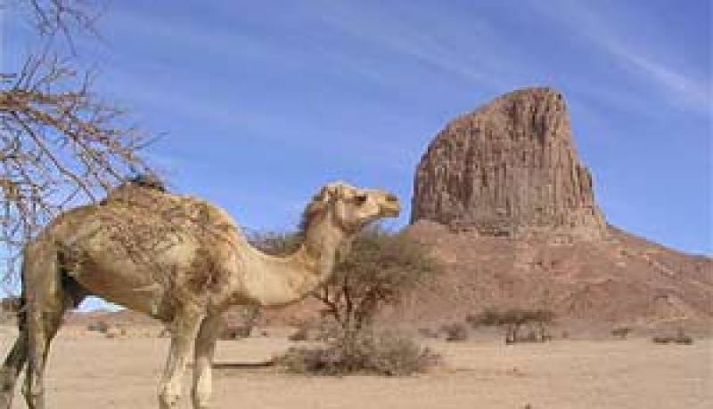 أزيد من 27 الف رأس من الإبل بالوادي مهددة بالزوال بسبب حوادث المرور ونقص الدعوم