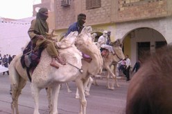 الإبل تجتاح مزارع الهدهودي والقويرات بالوادي