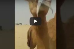 بالفيديو.. مشهد غريب لجمل يلتهم سمكة كبيرة