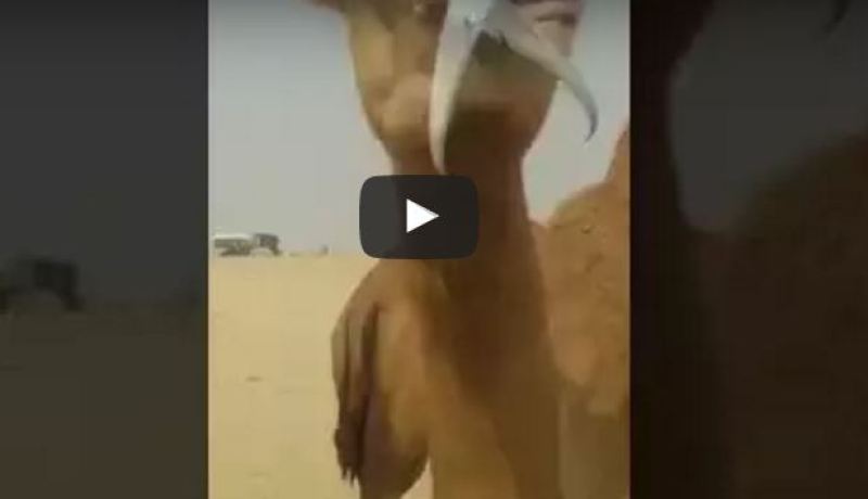 بالفيديو.. مشهد غريب لجمل يلتهم سمكة كبيرة