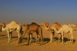 غزو متواصل للإبل للمساحات الزراعية بالجنوب : الوضع ينذر بالتوتر بين الفلاحين والموالين