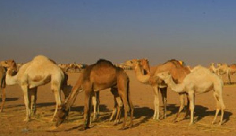 غزو متواصل للإبل للمساحات الزراعية بالجنوب : الوضع ينذر بالتوتر بين الفلاحين والموالين