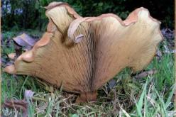 257 حالة تسمّم منها 18 حالة وفاة خلال شهرين