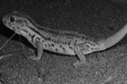 مفعوله أقوى من “الفياغرا” ويسوق لدول الخليج بأسعار باهضة : “الشرشمان” يستهوي المجتمع السوفي ويتحول إلى مصدر رزق للعديد من العائلات