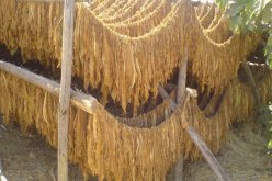 حجز  36 قنطارا من أوراق التبغ في بسكرة