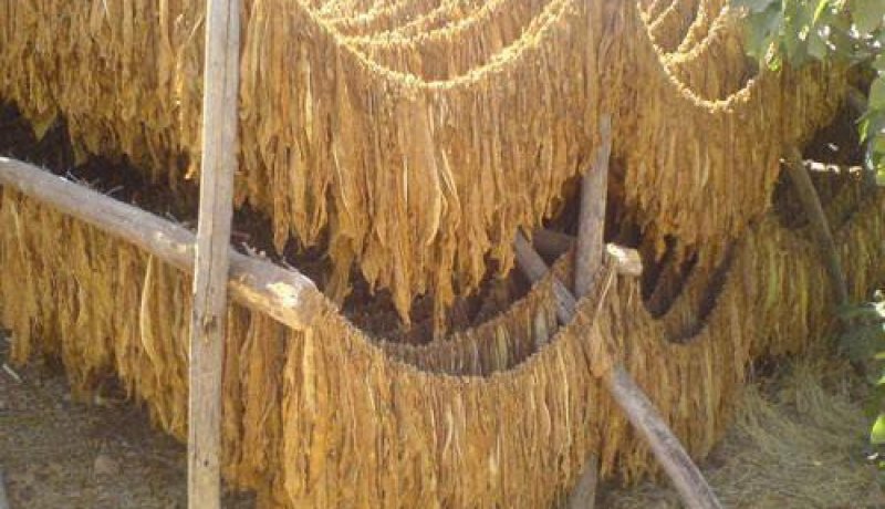 حجز  36 قنطارا من أوراق التبغ في بسكرة