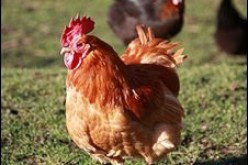 الدجاج لمكافحة القمامة في بلجيكا