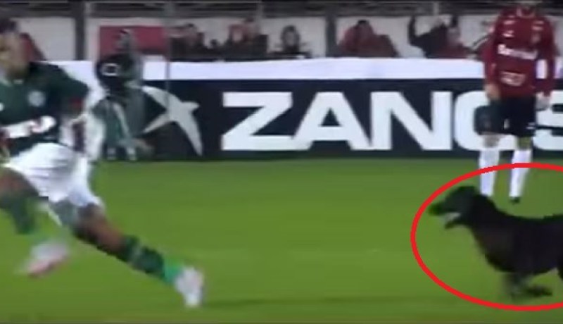 بالفيديو.. كلب يطارد لاعبا أثناء مباراة لكرة القدم