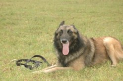 الكلاب لتدريس الأمريكيين