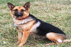 ‮''‬كلب‮'' ‬يسرق أحذية المصلين من مسجد بباتنة